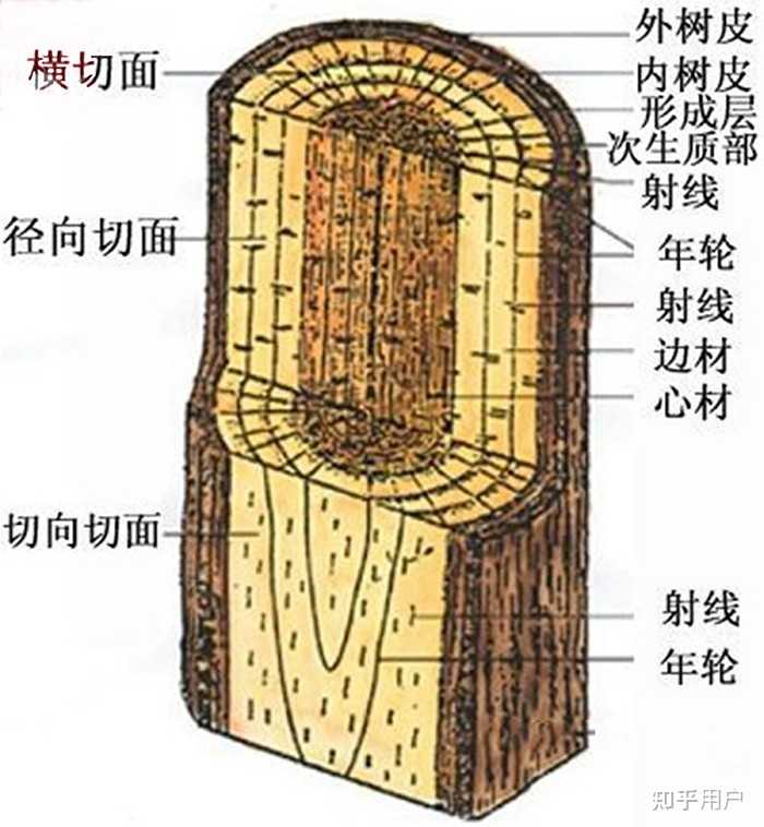 为什么说“树怕剥皮”? - 知乎