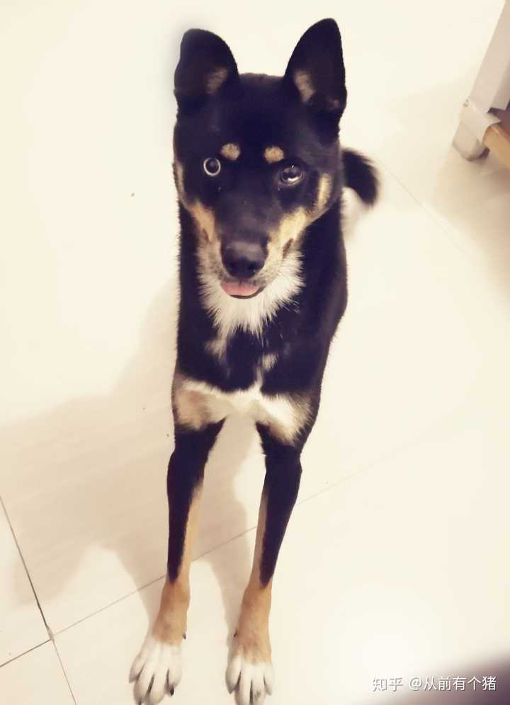 养中华田园犬 四眼 是种怎么样的体验？ - 知乎