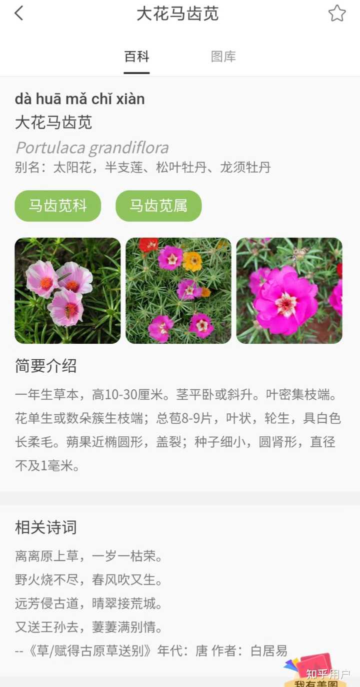 这是死不了花吗? - 知乎