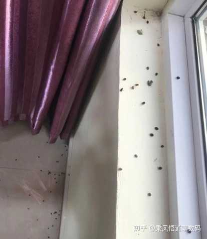 欧洲、韩国等多地爆发床虱危机，臭虫以人类血液为食，哪些信息值得关注？ - 知乎