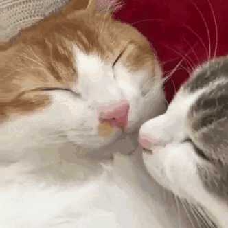 有没有情侣之间用的亲亲的表情包