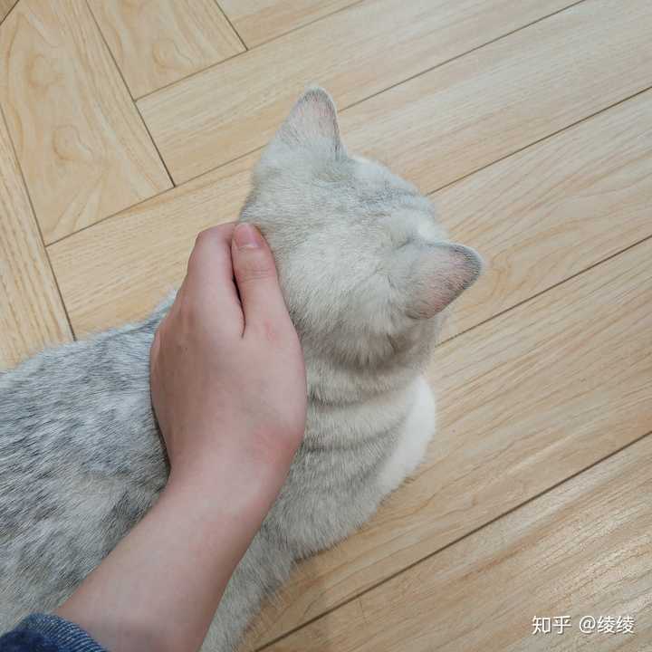 猫咪最渴望被人摸哪里,哪些地方不能摸? - 知乎