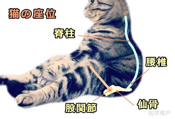 猫没外伤突然瘸了,这是怎么了? - 知乎