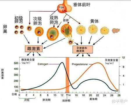 姨妈按什么标准算才算结束? - 知乎
