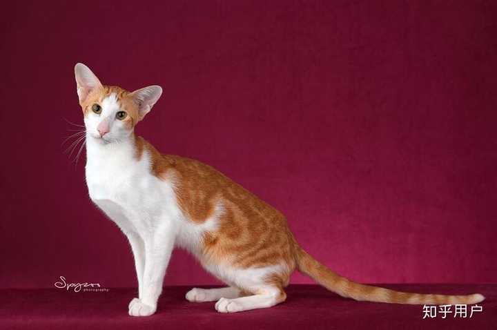 养东短(东方短毛猫)是什么体验? - 知乎