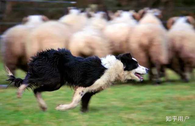 牧羊犬为什么会牧羊?牧羊人天生就会牧羊吗?如果不是,它是如何训练获得牧羊技能呢? - 知乎