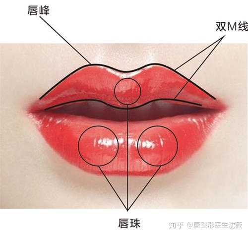 唇部包含哪些部位? - 知乎