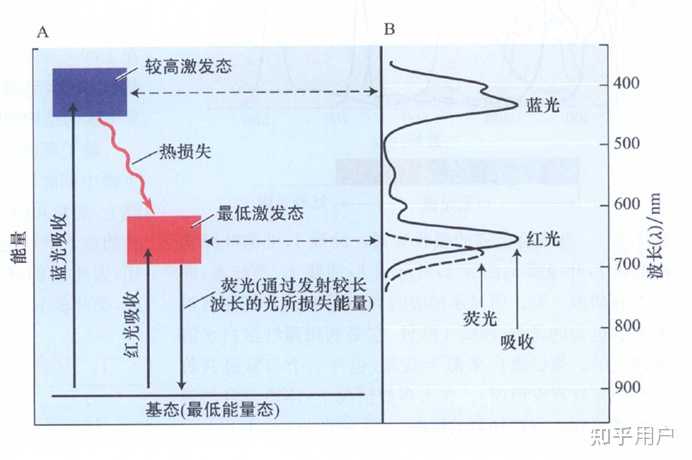 什么是叶绿素荧光? - 知乎