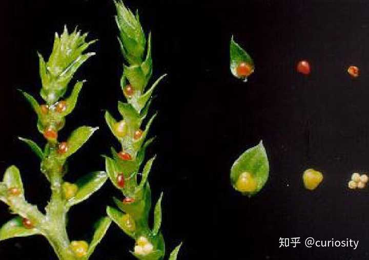 如何判断蕨类植物? - 知乎