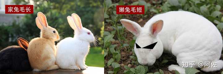 如何鉴别真獭兔毛派克服派克大衣? - 知乎