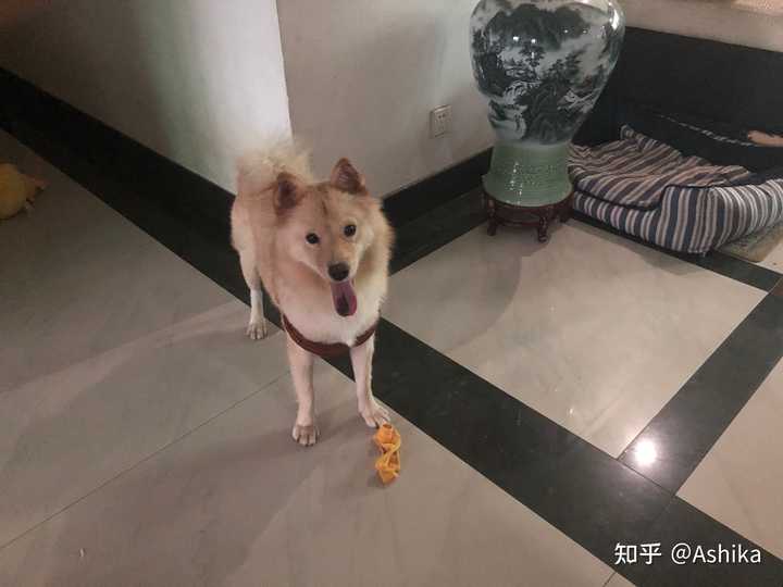 土松狮是土狗中最有希望成为国产翘楚的,为什么知道它的人寥寥无几? - 知乎