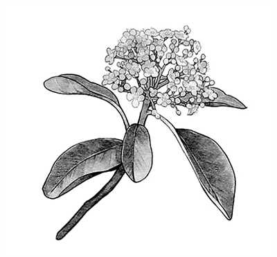 石楠花闻起来有精液的味道 为什么很多学校种石楠花 知乎