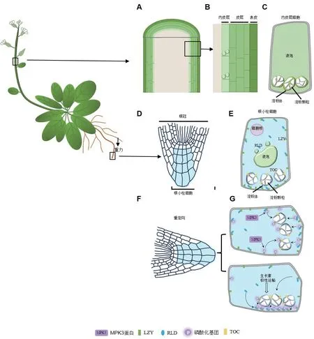植物没有大脑,却能朝着阳光生长,这种“向光性”的科学机制是什么? - 知乎