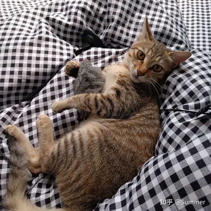 养雀猫(麻猫)是一种怎样的体验? - 知乎