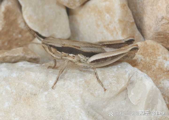 这是什么蛇,是短尾蝮还是矛头蝮呢? - 知乎