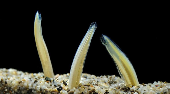 类提供足够的能量和营养物质。而经常头拱地的头索动物不需要这么多能量