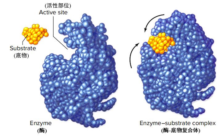 酶的竞争性抑制剂和非竞争性抑制剂有什么区别? - 知乎