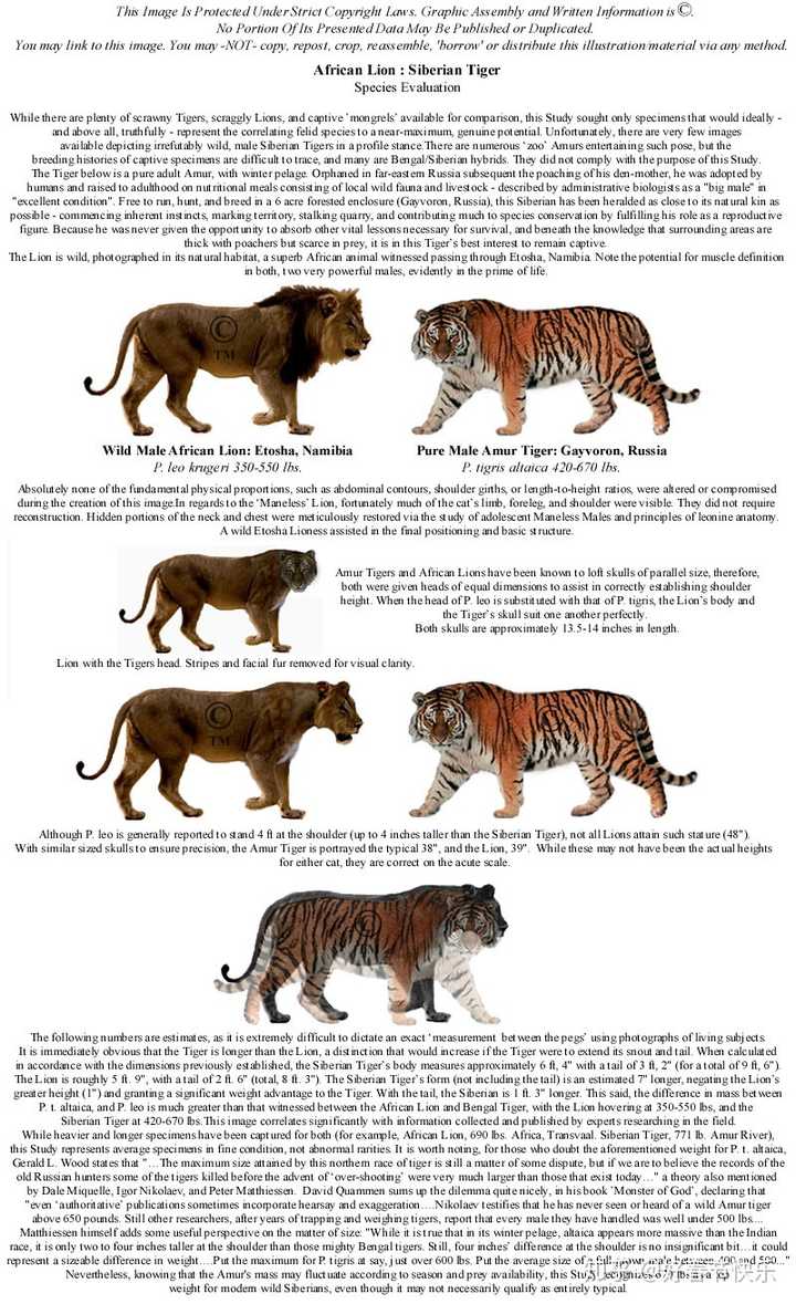 狮子真的如一些人说的打不过老虎吗？ - 知乎