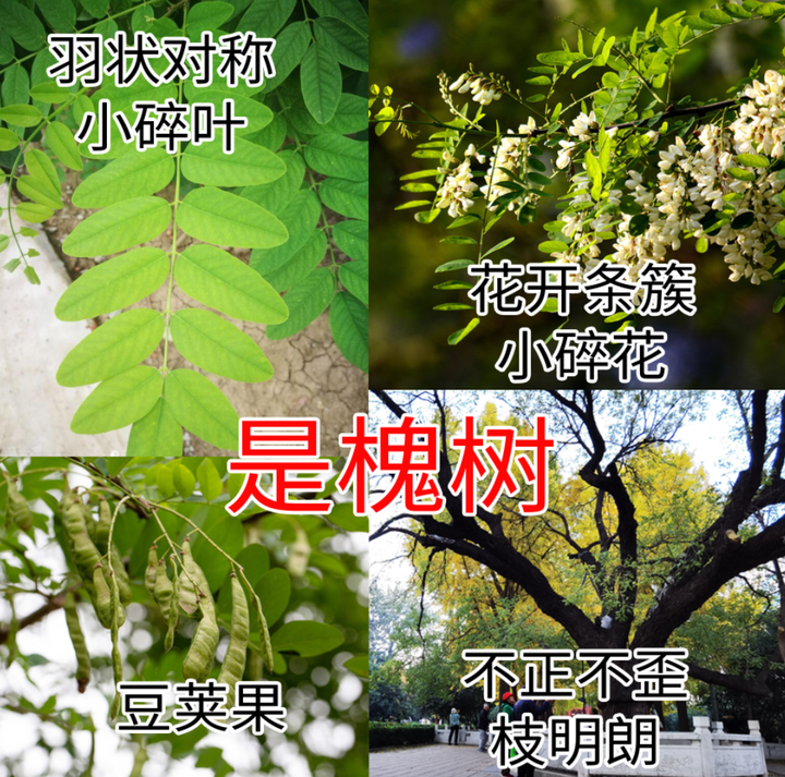 为什么槐树被称为鬼树? - 知乎