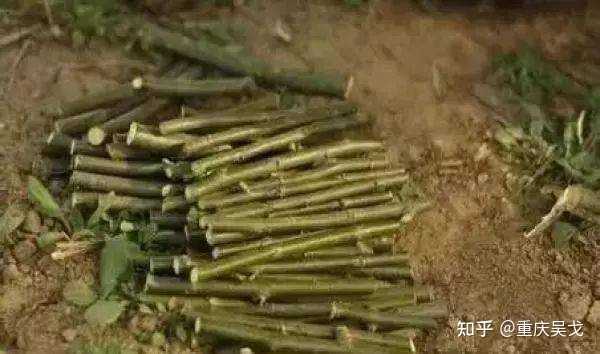 古代军队为了保持行军安静,非要嘴里“衔枚”吗? - 知乎