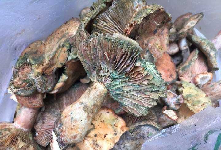 有点发霉的蘑菇还能吃吗? - 知乎