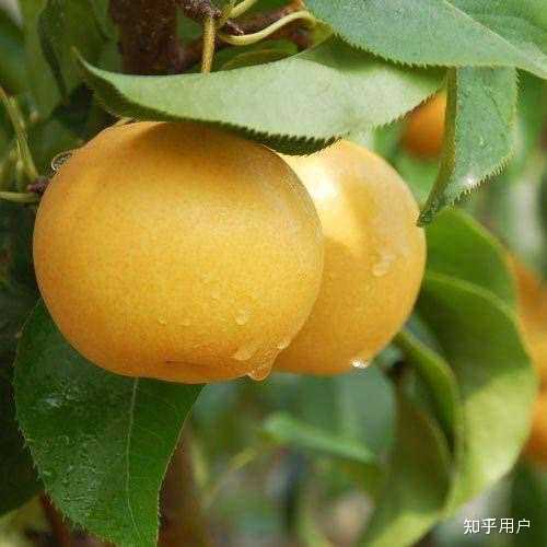 秋月梨是什么品种? - 知乎