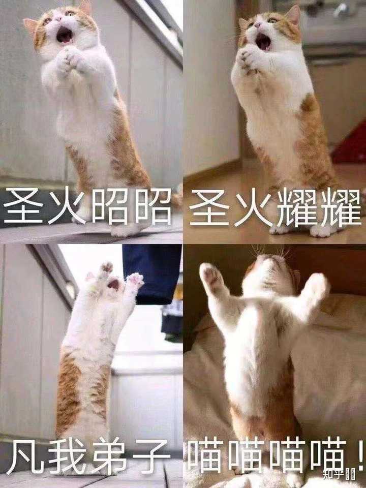 为什么大家都在说intp是猫？ - 知乎