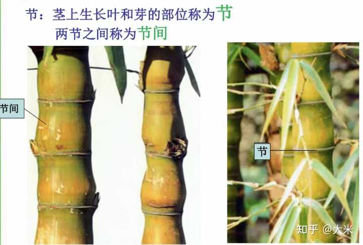 如何分别根状茎与块根？ - 知乎