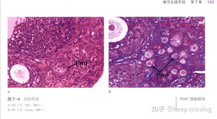 小鼠卵巢he染色卵泡 知乎 