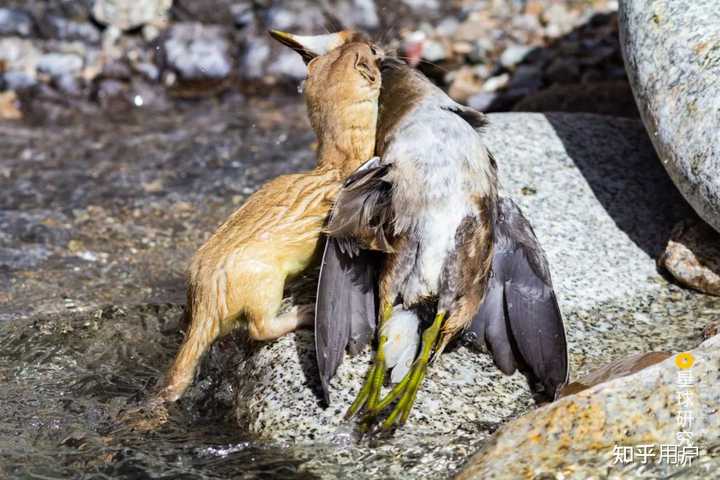黄鼠狼、海獭、貂为什么都属于鼬科，它们有什么共同点？ - 知乎