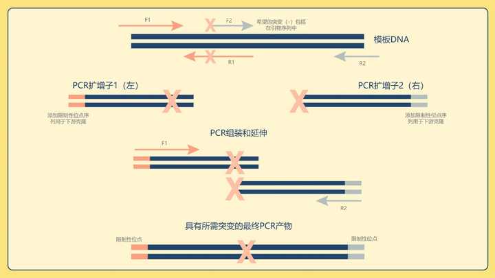 pcr能干什么?什么时候需要用到pcr? - 知乎