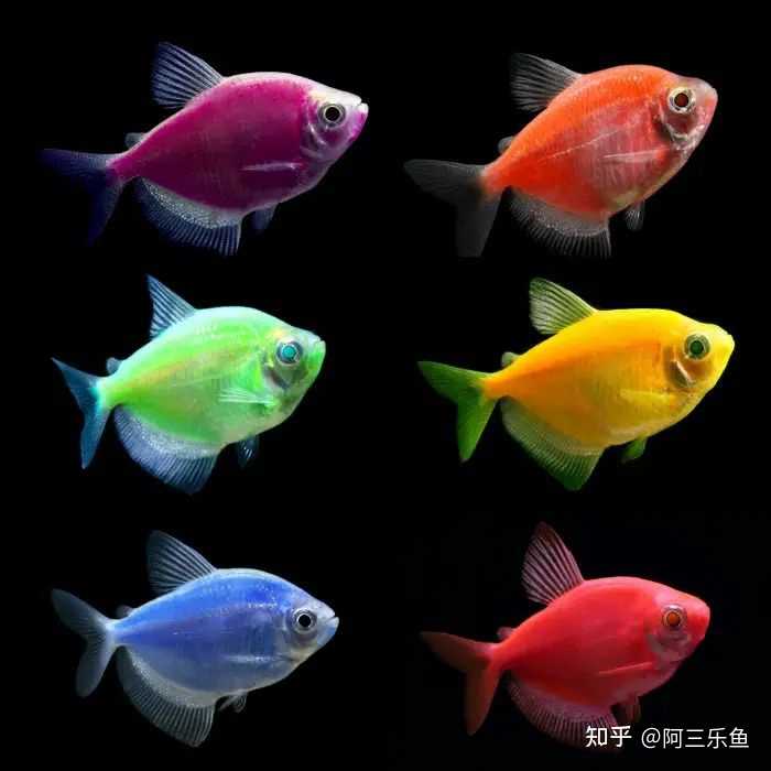 斑马鱼和天使鱼哪个好养? - 知乎