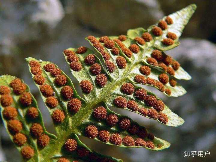 什么是植物的孢子繁殖？ - 知乎