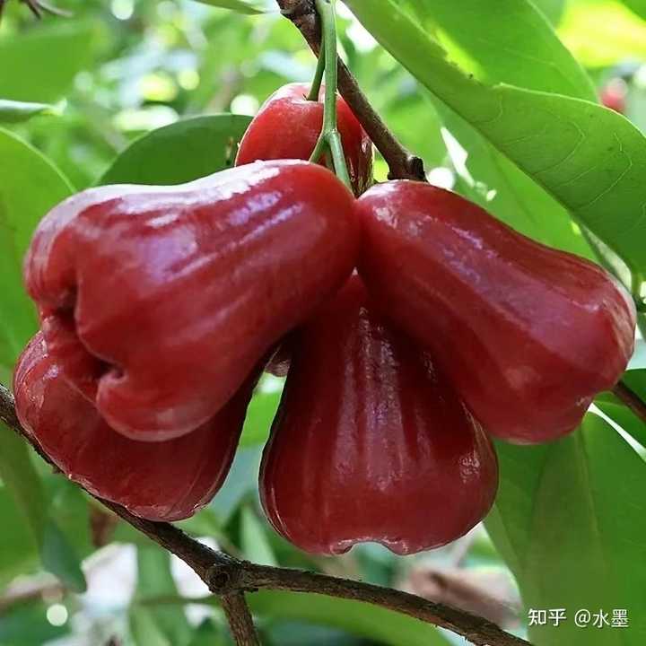 莲雾果有哪些食用功效? - 知乎