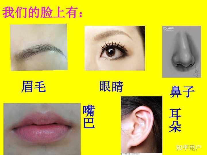 五官、五脏六腑它们彼此之间有什么关系? - 知乎