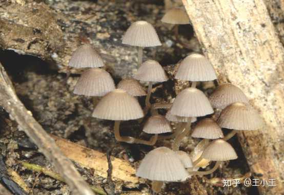 大佬们,这是啥蘑菇啊,吃了能看到小人吗? - 知乎