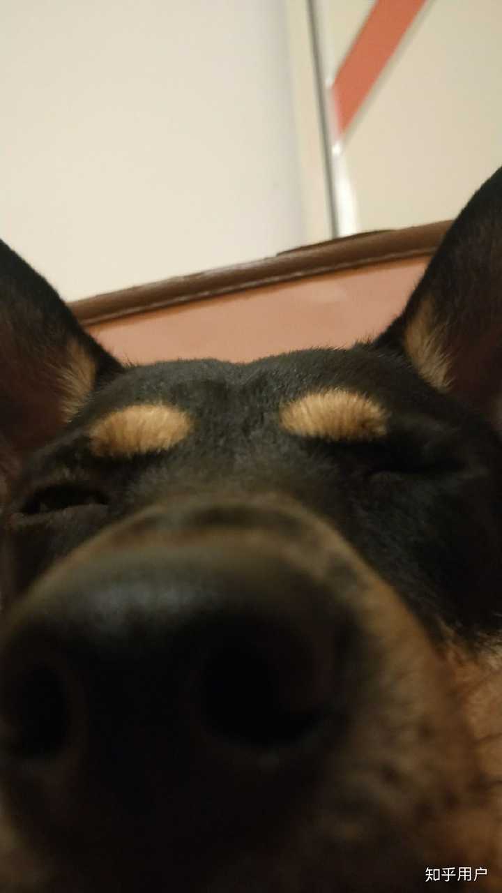 养中华田园犬 四眼 是种怎么样的体验？ - 知乎