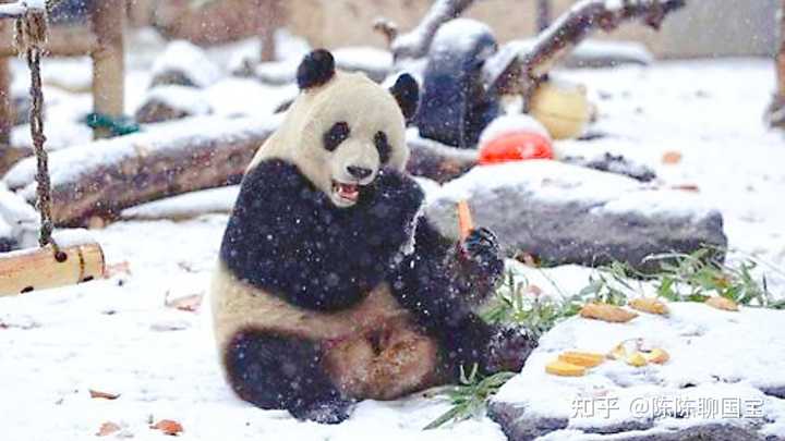 熊猫丫丫回国后现状究竟如何了? - 知乎
