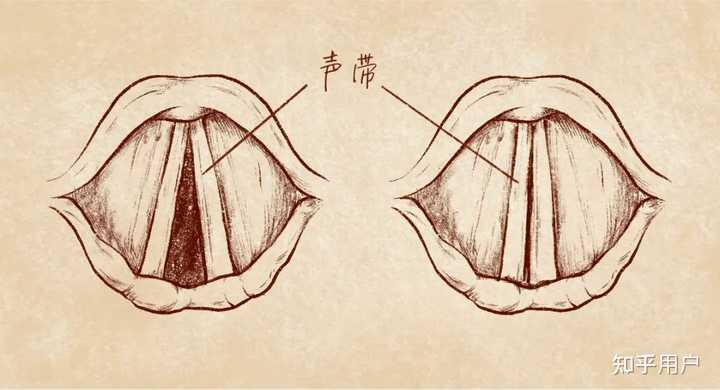 不同声带状态发出的声音有什么不同? - 知乎
