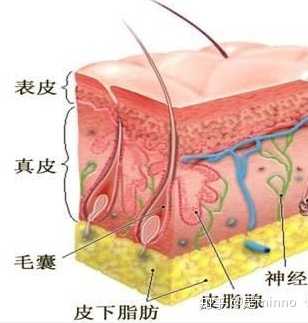 公认瘦肚子最快的方法_怎么样可以快速瘦肚子_瘦肚子最快的速度