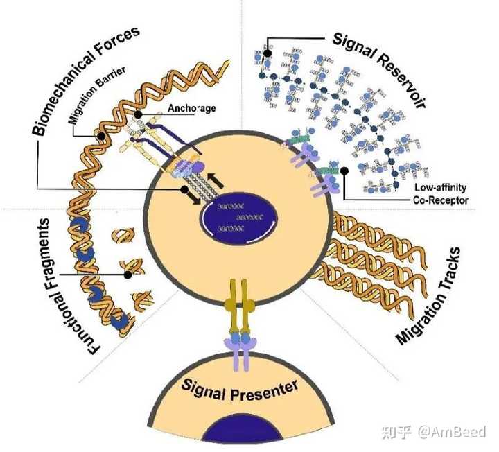 细胞外基质（ECM）包含哪些成分？ - 知乎