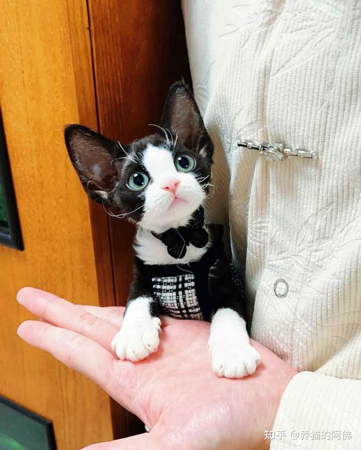 德文卷毛猫到底好不好养?为什么那么多人喜欢德文猫? - 知乎