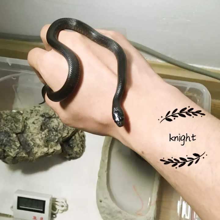 养蛇是一种怎样的体验 知乎