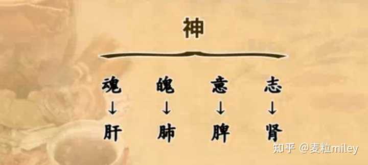 如何理解中医的「神、魄、魂、意和志」? - 知乎