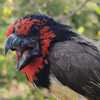 绝地Barbet