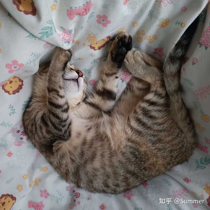 养雀猫(麻猫)是一种怎样的体验? - 知乎
