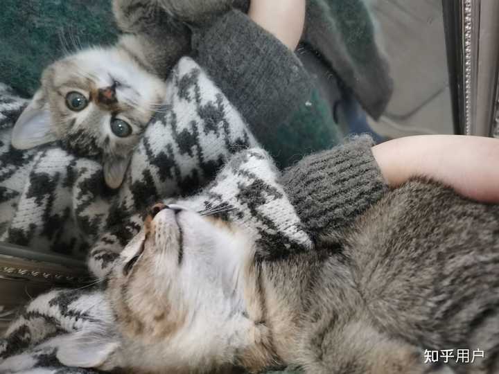 养雀猫(麻猫)是一种怎样的体验? - 知乎