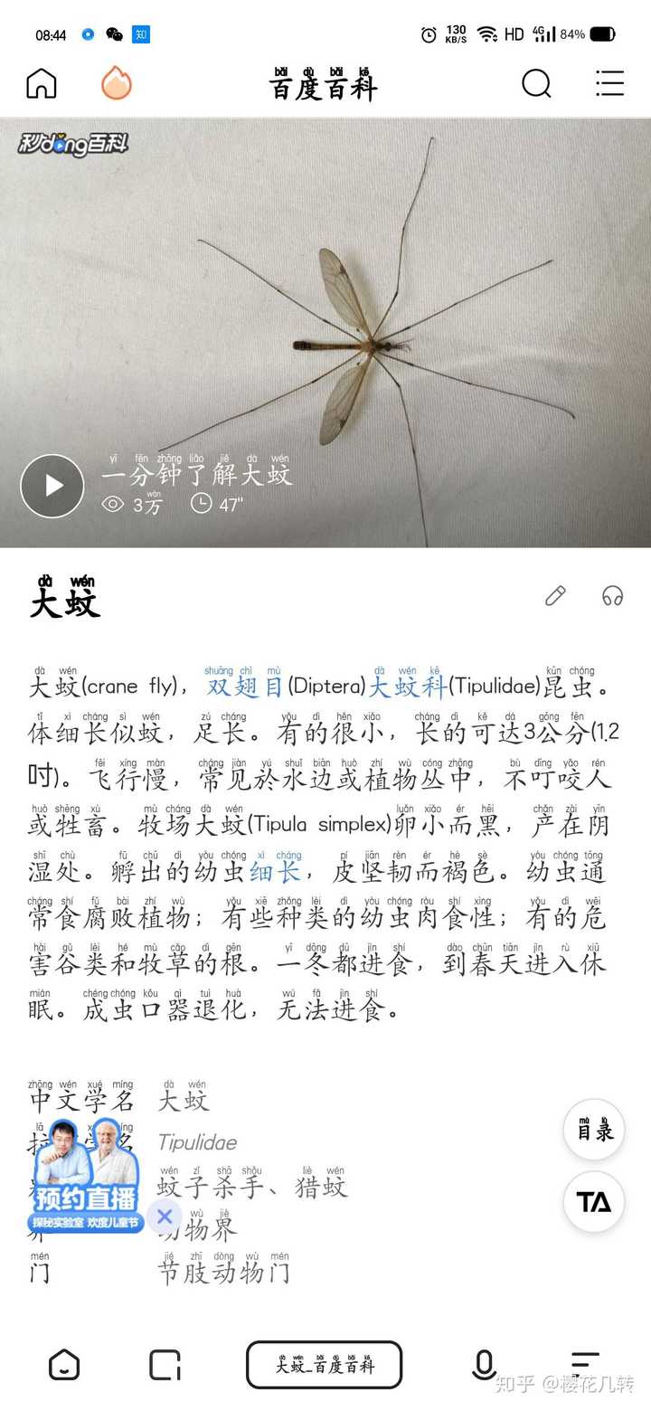 请问这是蚊子么？ - 知乎