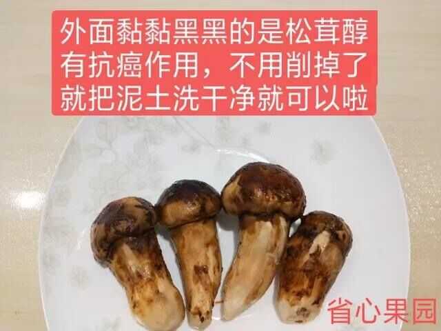你吃过松茸吗?觉得味道怎么样? - 知乎