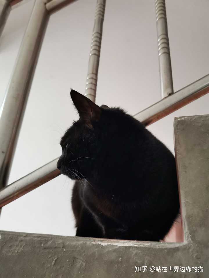 什么是玄猫，什么样的人适合养玄猫，有什么禁忌吗？ - 知乎
